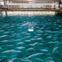 با فناوری نانو؛
                استخرهای پرورش ماهی از پوشش فوق آبگریز بهره‌مند می‌شوند
