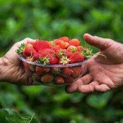 در راستای کشت توت فرنگی؛
                دستگاه نانوحباب‌ساز ایرانی به ارمنستان صادر شد