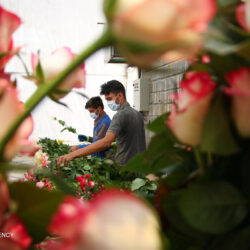 ستاد نانو اعلام کرد؛
                افزایش کیفی و کمی پرورش گل رُز با دستگاه نانو حباب ساز ایرانی